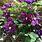 Purple Clematis Plant