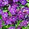 Purple Climbing Plants