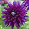 Purple Dahlia Bulbs