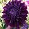 Purple Dahlia Flower Black