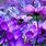 Purple Flowers Desktop Computer