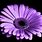 Purple Flowers High Quality
