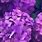Purple Flowers Wallpaper for Phone