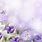Purple Funeral Background