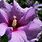 Purple Hibiscus Flower
