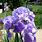 Purple Iris Photo