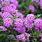 Purple Lantana Flowers