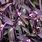 Purple Leaf Vine Plant