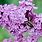 Purple Lilac Bushes