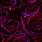 Purple Red Roses