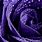 Purple Rose Desktop Wallpaper
