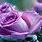 Purple Rose Flowers Desktop Wallpaper