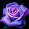 Purple Roses Pics
