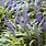 Purple Shade Plants
