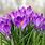 Purple Spring Crocus Flower