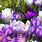 Purple Spring Flowers Desktop