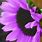 Purple Sunflower Seeds