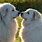 Pyrenees Dogs Pictures
