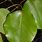 Pyrus Calleryana Leaf