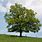 Quercus Robur English Oak