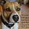 Quotes About Pit Bulls
