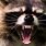Raccoon Teeth