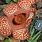 Rafflesia Philippensis