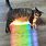 Rainbow Kitty Meme