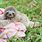Rainforest Baby Sloth