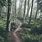 Rainy Forest Path