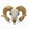 Ram Head Skull