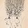 Ramon J Cajal Drawings