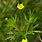 Ranunculus Arvensis