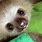 Real Cute Baby Sloth