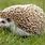 Real Hedgehog