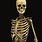 Real Human Skeleton Bones