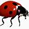 Real Ladybug Clip Art