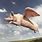 Realistic Flying Pig