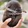 Really Cute Baby Otters