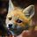 Really Cute Fox