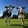 Really Funny Cows