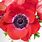 Red Anemone Flower