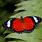 Red Butterfly Pictures