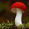 Red Cap Mushrooms Edible