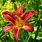 Red Daylily