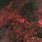 Red Dragon Nebula