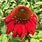 Red Echinacea Plant