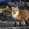 Red Fox Animal Facts