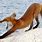 Red Fox Stretching