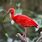 Red Ibis Bird